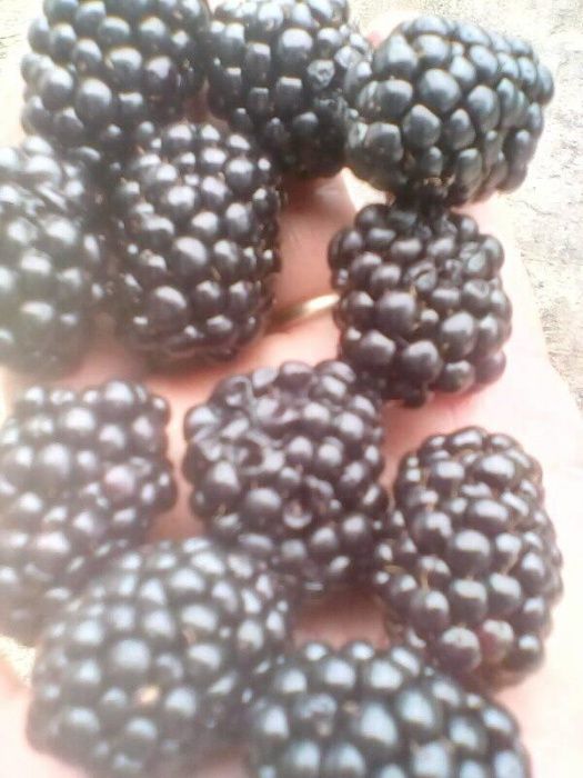 Vand MURE de cultura soiul Thornfree