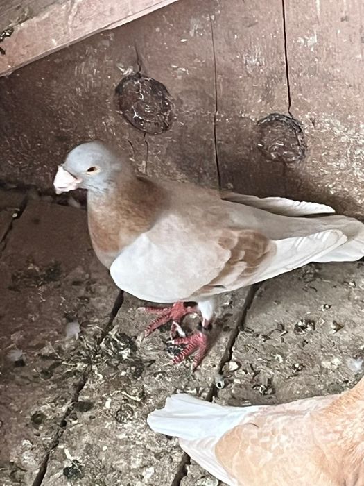 Vând porumbei voiajori și voltati
