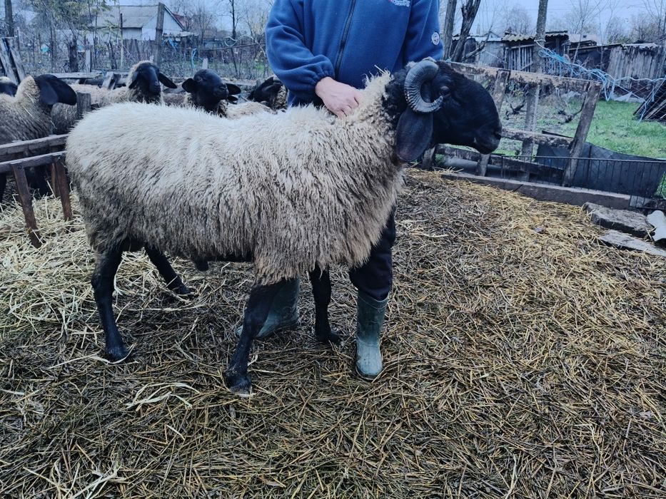 Berbec de vânzare 2pe3ani