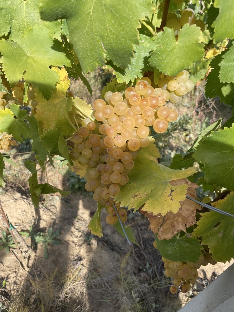 Struguri de vin diferite soiuri cu livrare la domicilu