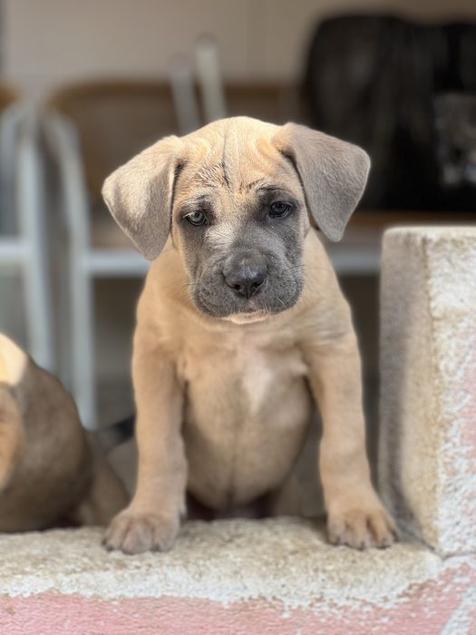 Кане Корсо/Cane Corso