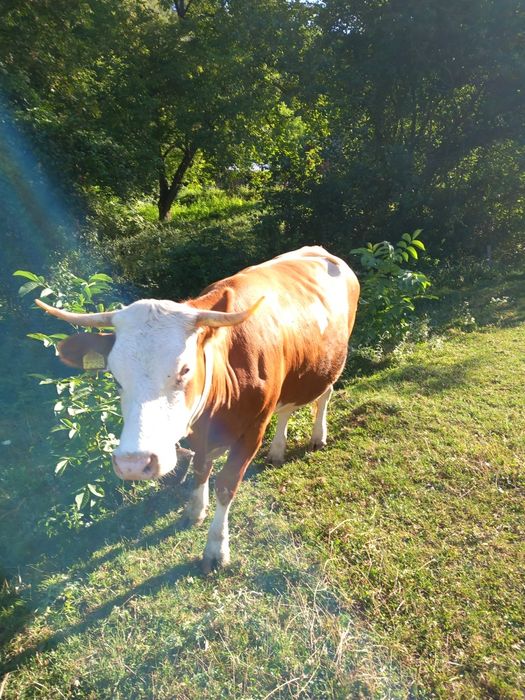 Vând vaca de 4 ani cu vițel