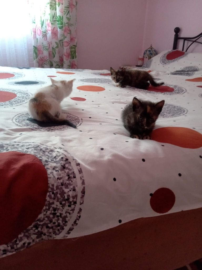 Micuțe prințese blanoase