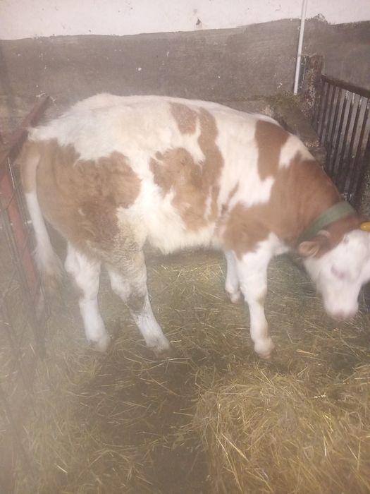 Vând taurasi de doua luni jumate