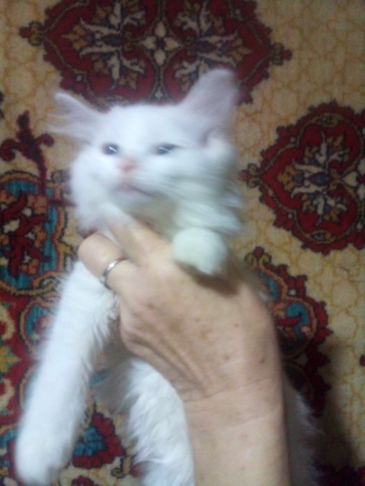 Котята 3 мес продаются