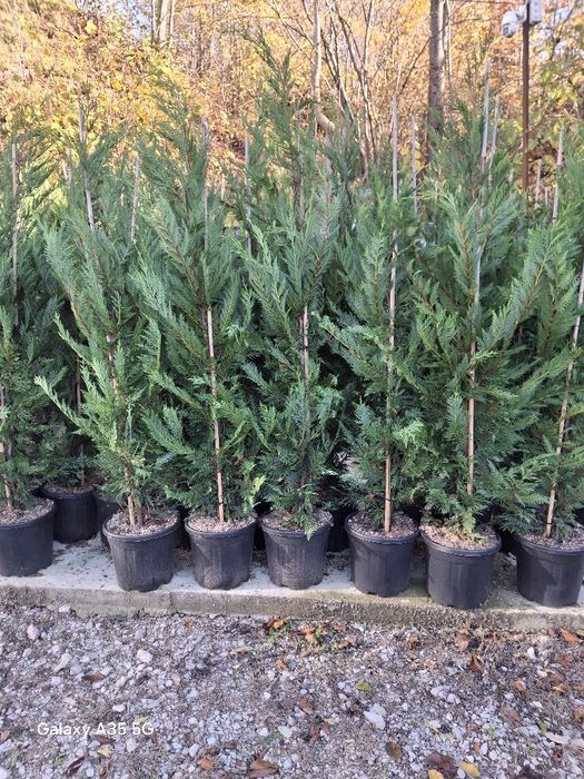 Vând și livrez tuia leylandii la oferta