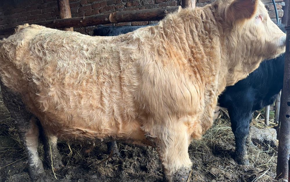 Vand vitei pentru tinut  sau  taiat