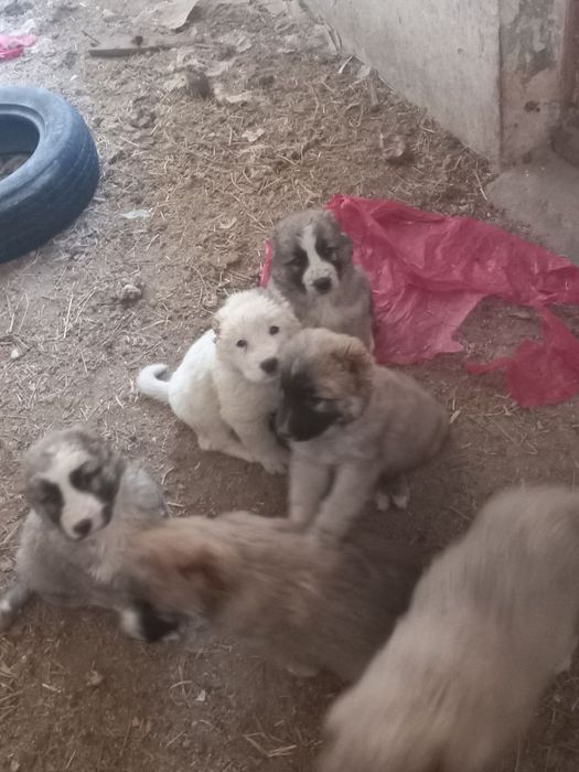 Кавказская кучуклар