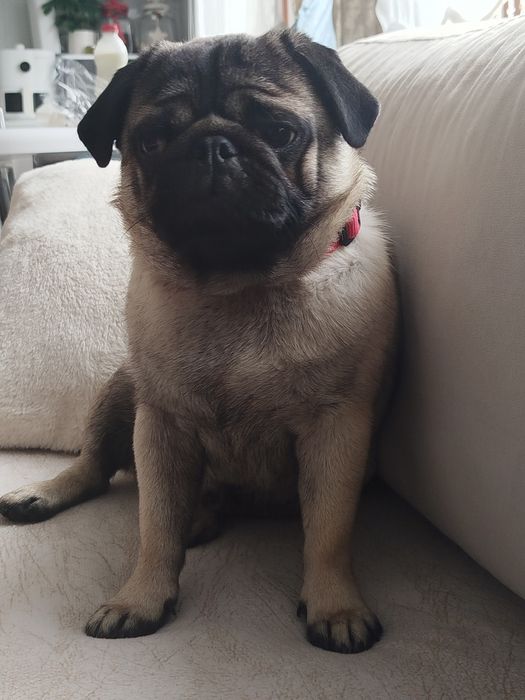 Мопс момче на 10 меца