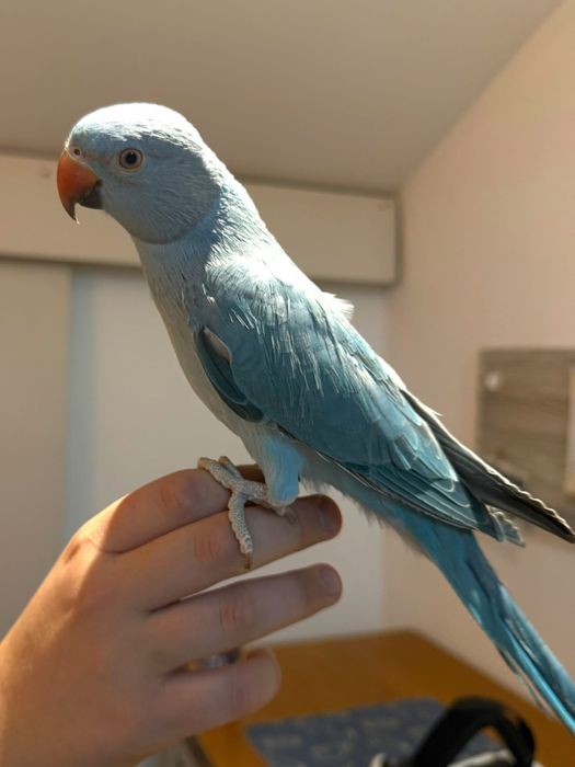 Papagal micul Alexander turcoaz