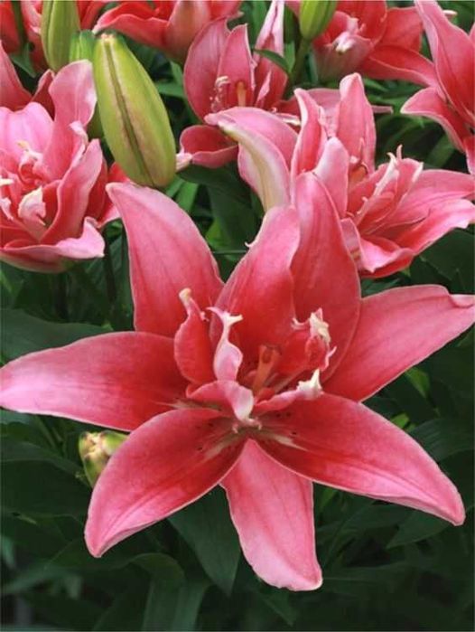 Bulbi de crini diverse soiuri