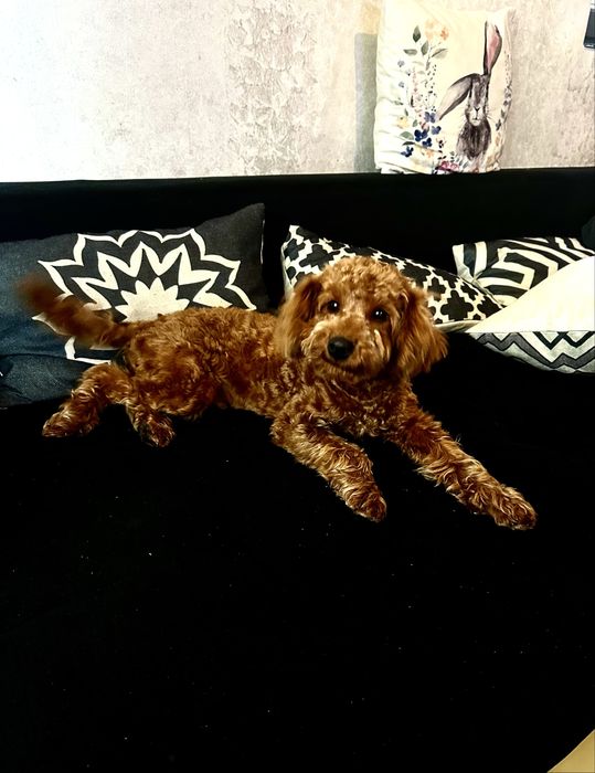 Пудел Той……………………………