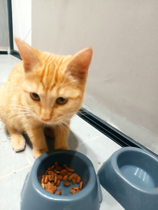 Отдам даром кошку