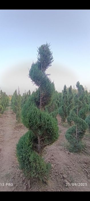 6 йиллик Можжавелник арча кўчатлари