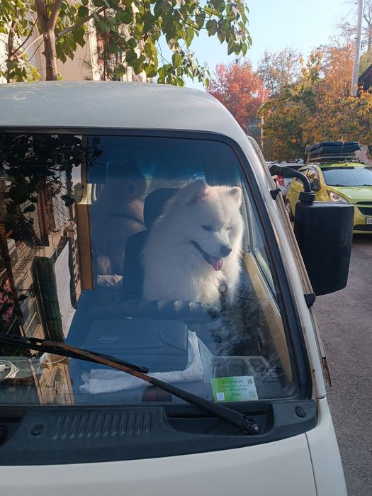 ЗооТахи перевозка животных Чирчик