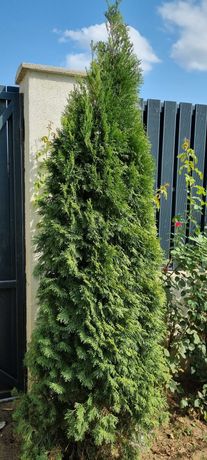 Vand  Thuja Occidentalis Smaragd inaltime intre 190 si 270 cm