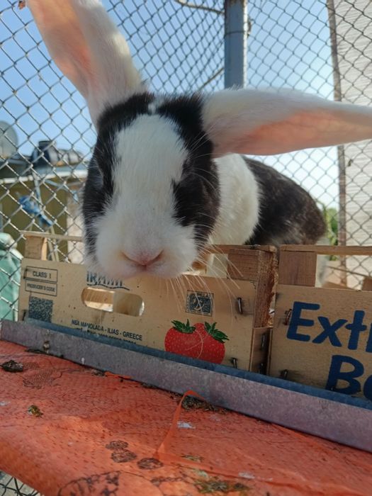 Зайци Кочовати (немска пеперуда) ЛИКВИДАЦИЯ.