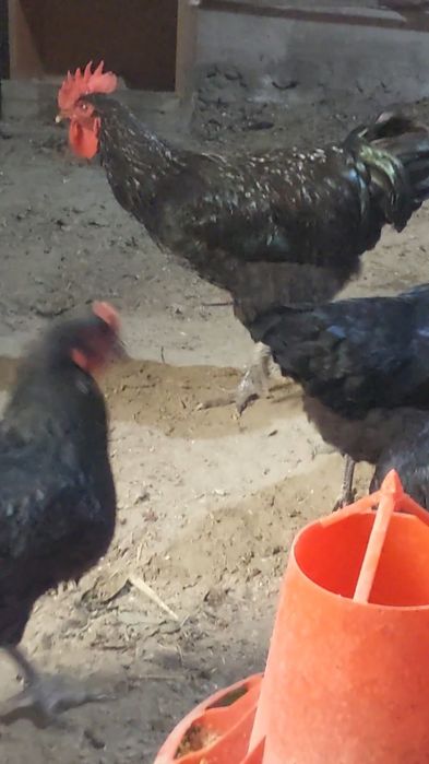 Gigant Jers zotli tovuq tuxumlariga zakaz olamiz