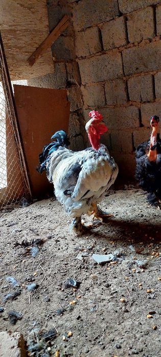 Galasheyka xòroz sotiladi