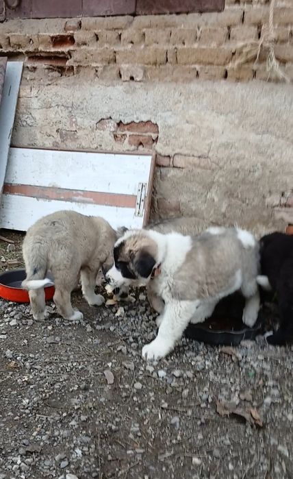 Продават се 4 кученца порода Алабай