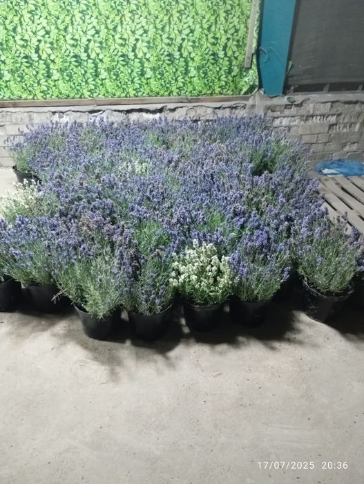 Lavanda razmarin  gullari cheklanmagan miqdorda sotiladi dona optom