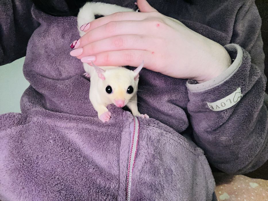 Sugar glider/ veverite zburatoare / petauro dello zucchero