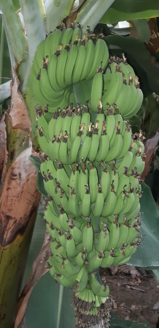 Banan ko'chat          .