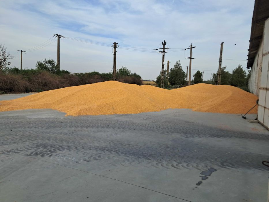 Vand porumb boabe si floarea soarelui Corabia