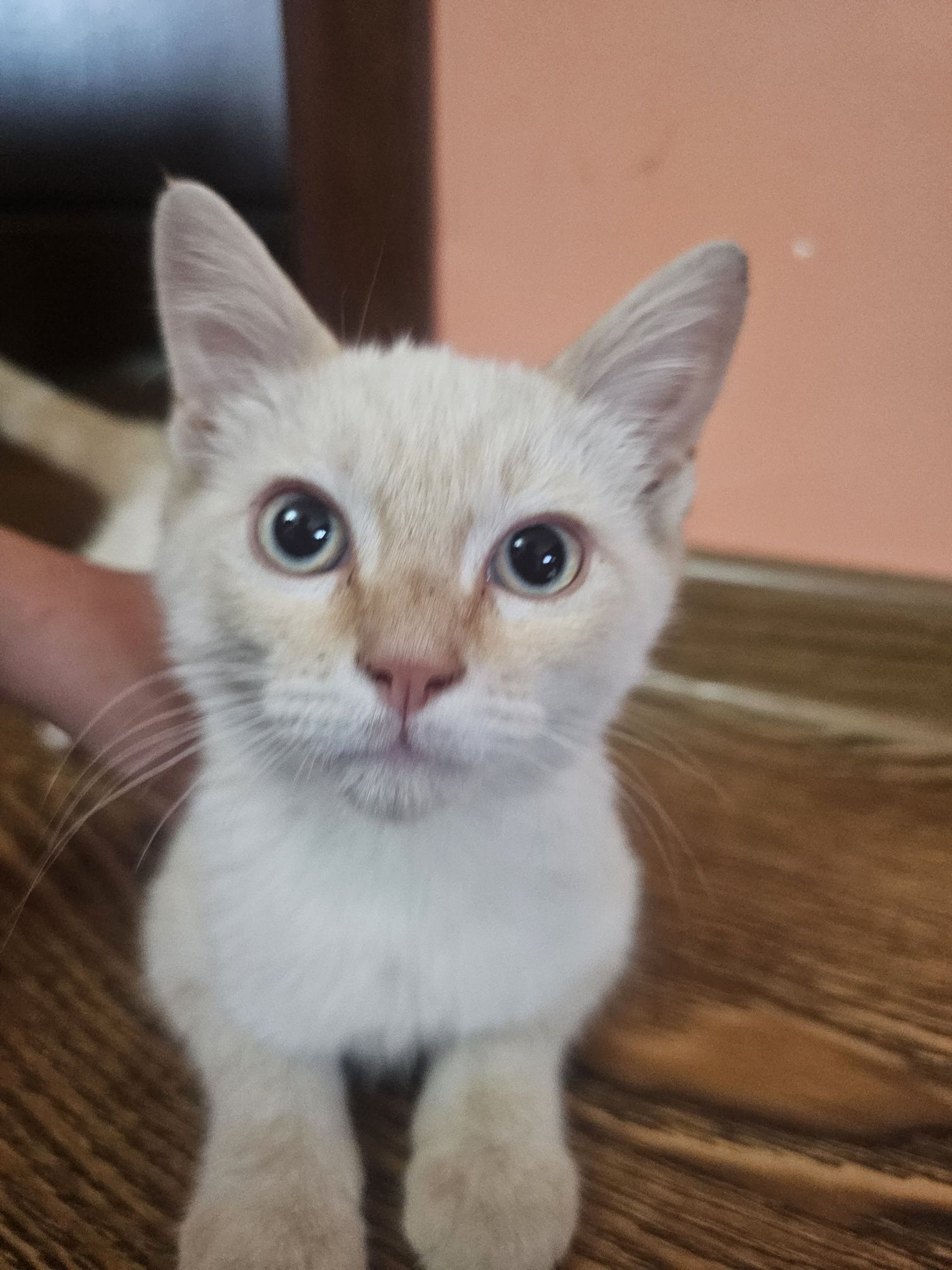 Котенок ищет новый дом!
