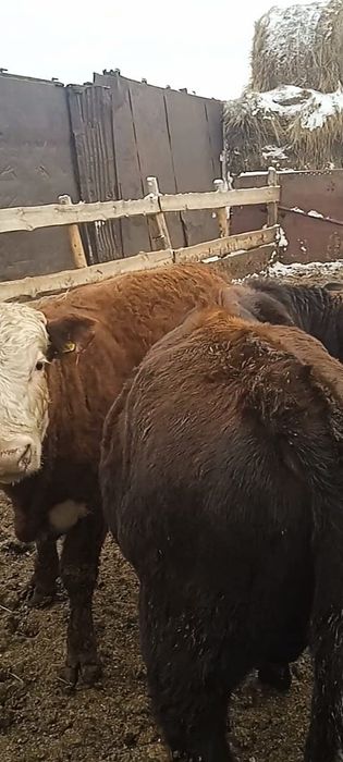 Продам бычков 10 голов