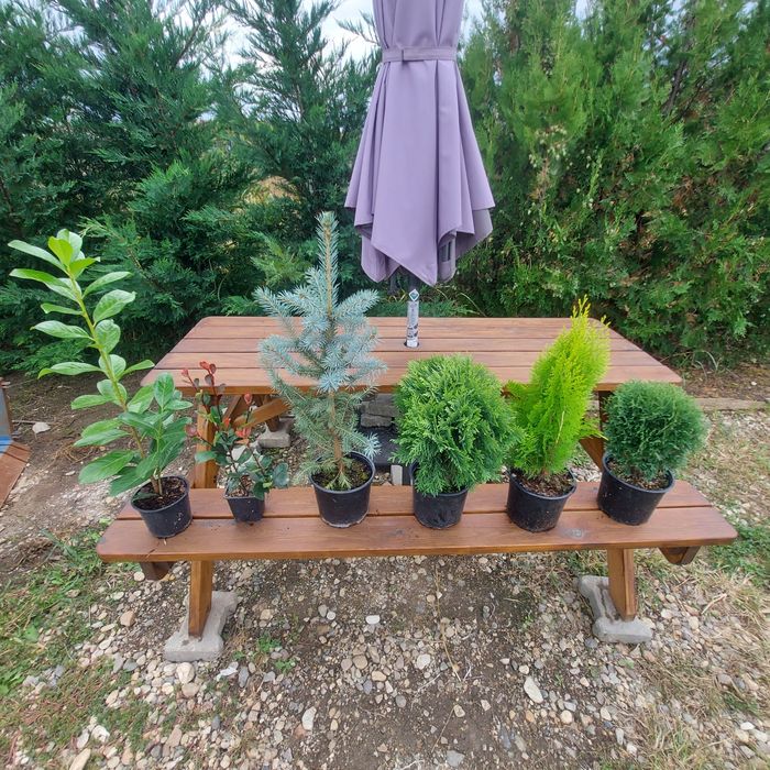 Leylandii Gold Rider / Leylandii Auriu