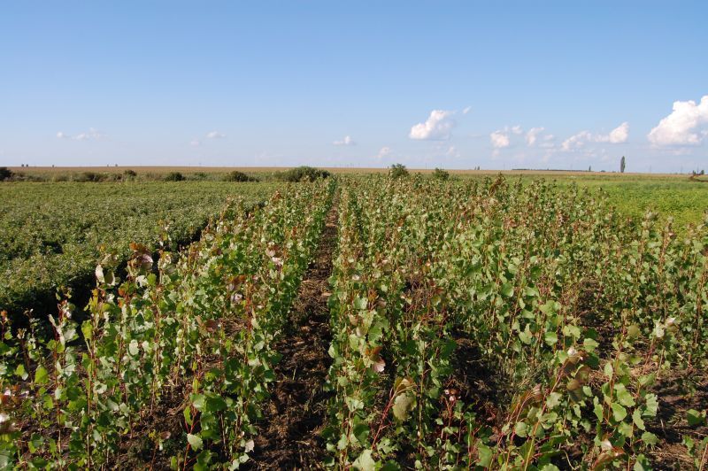 Puieți salcâm frasin fag carpen ulm plop mesteacăn brad molid Tei arin