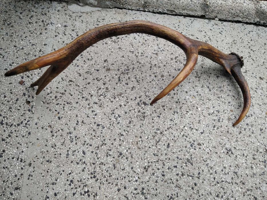 Рог,рога 60 сантиметра