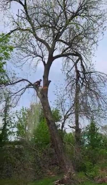 Пилим Деревья. Спилить. ЛЮБОЙ СЛОЖНОСТИ. Формовка, обрезка деревьев.