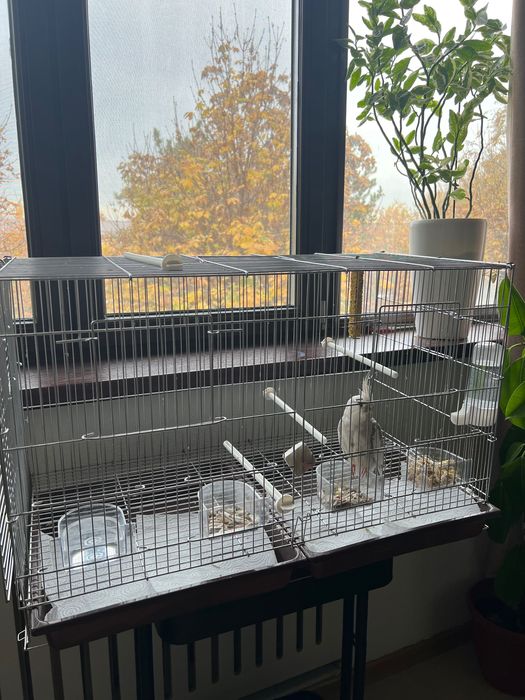 корелла ручной катта қафаси бн 500 мингга бервораман. (факат куш 300)