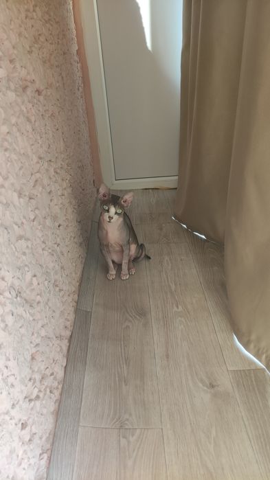 Ищем кота для девочки Канадский сфинкс