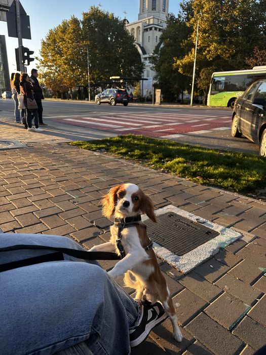 Cavalier King Charles Spaniel