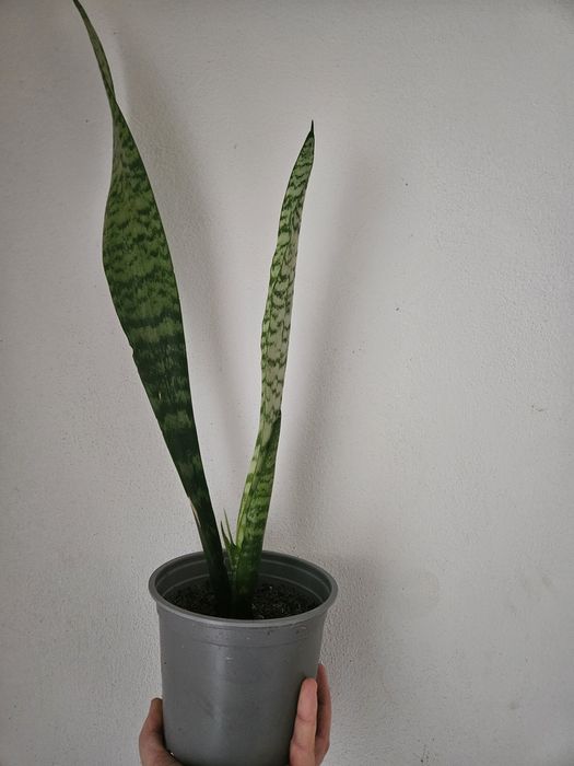 Flori ghiveci limba soacrei si aloe vera