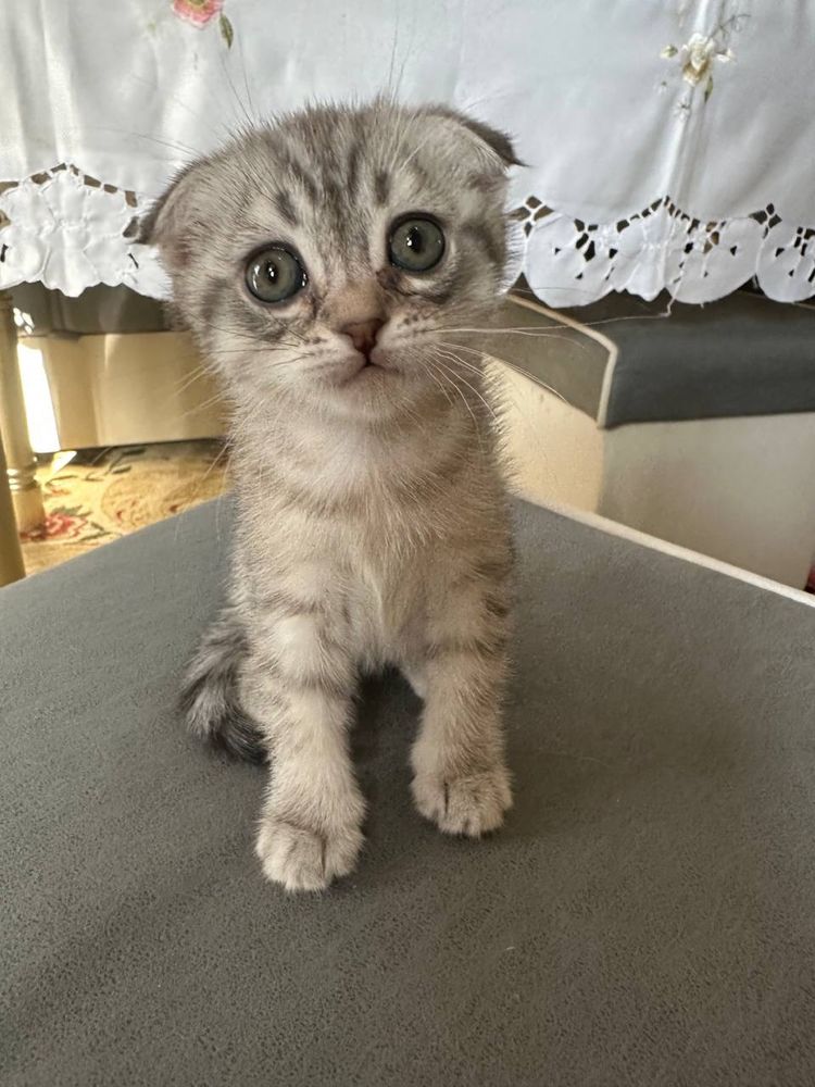 Котята скоттиш фолд