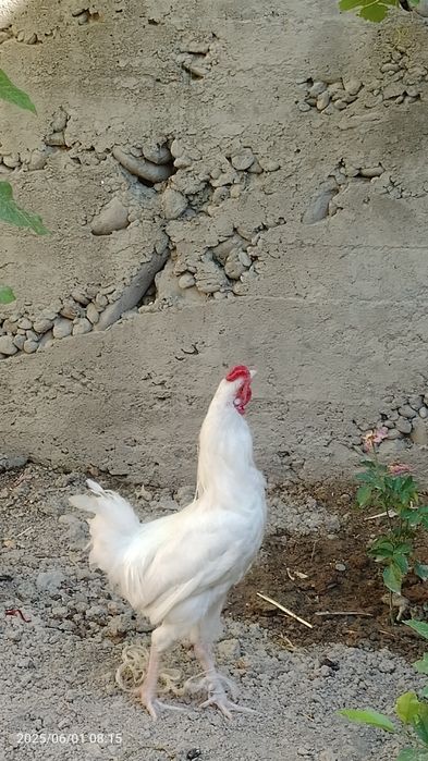 Xuroz yeyish ichishi yaxshi soğlom narxi 130 ming sum