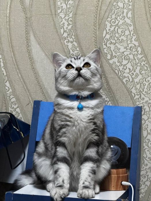 Vyaskaga skotish strayt mushuk tekinga qilamiz