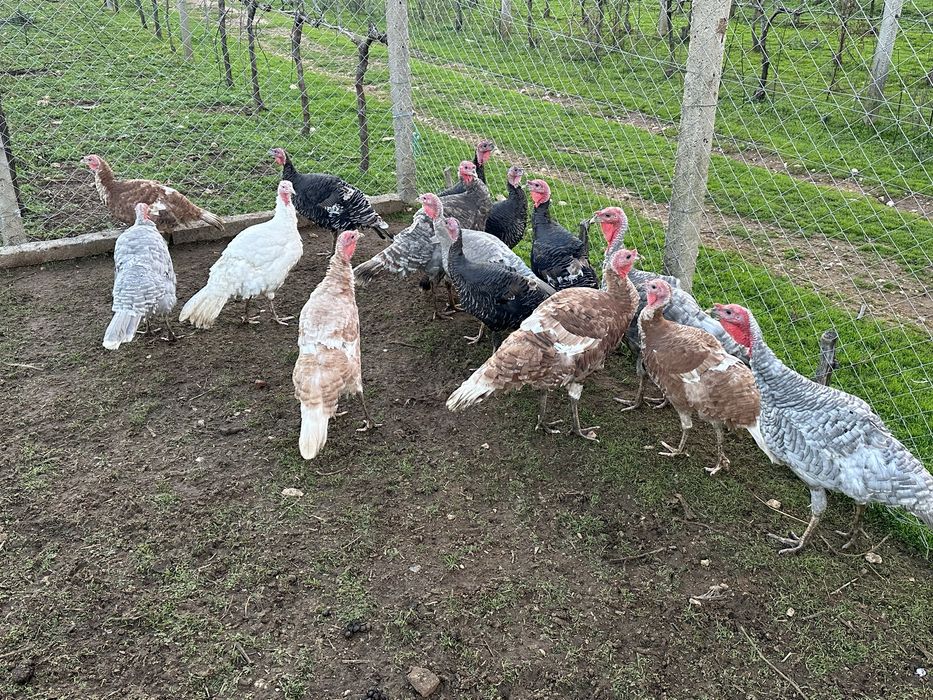 Продавам 10 пуйки!