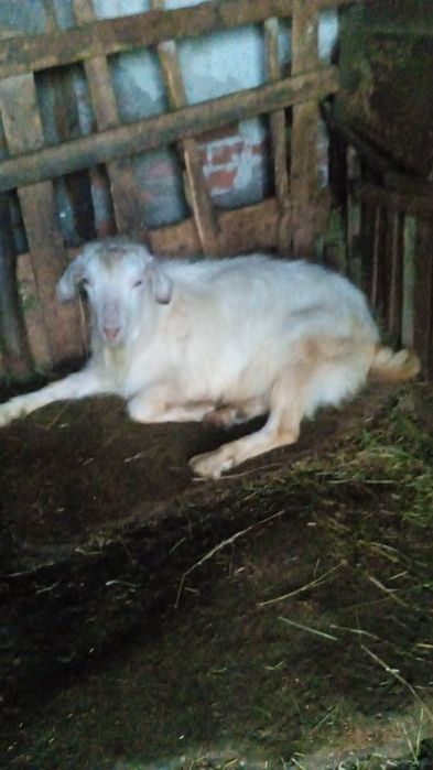 Vând capre, iezi si țapi pentru prasala,tăiat,de Paste