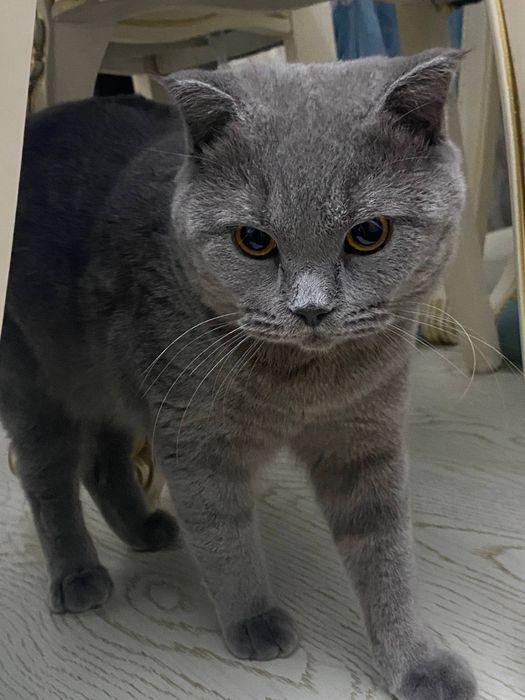 Кошка британская вислоухая