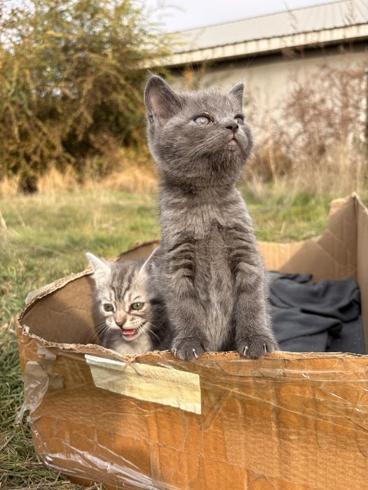 Отдам котят в хорошие руки