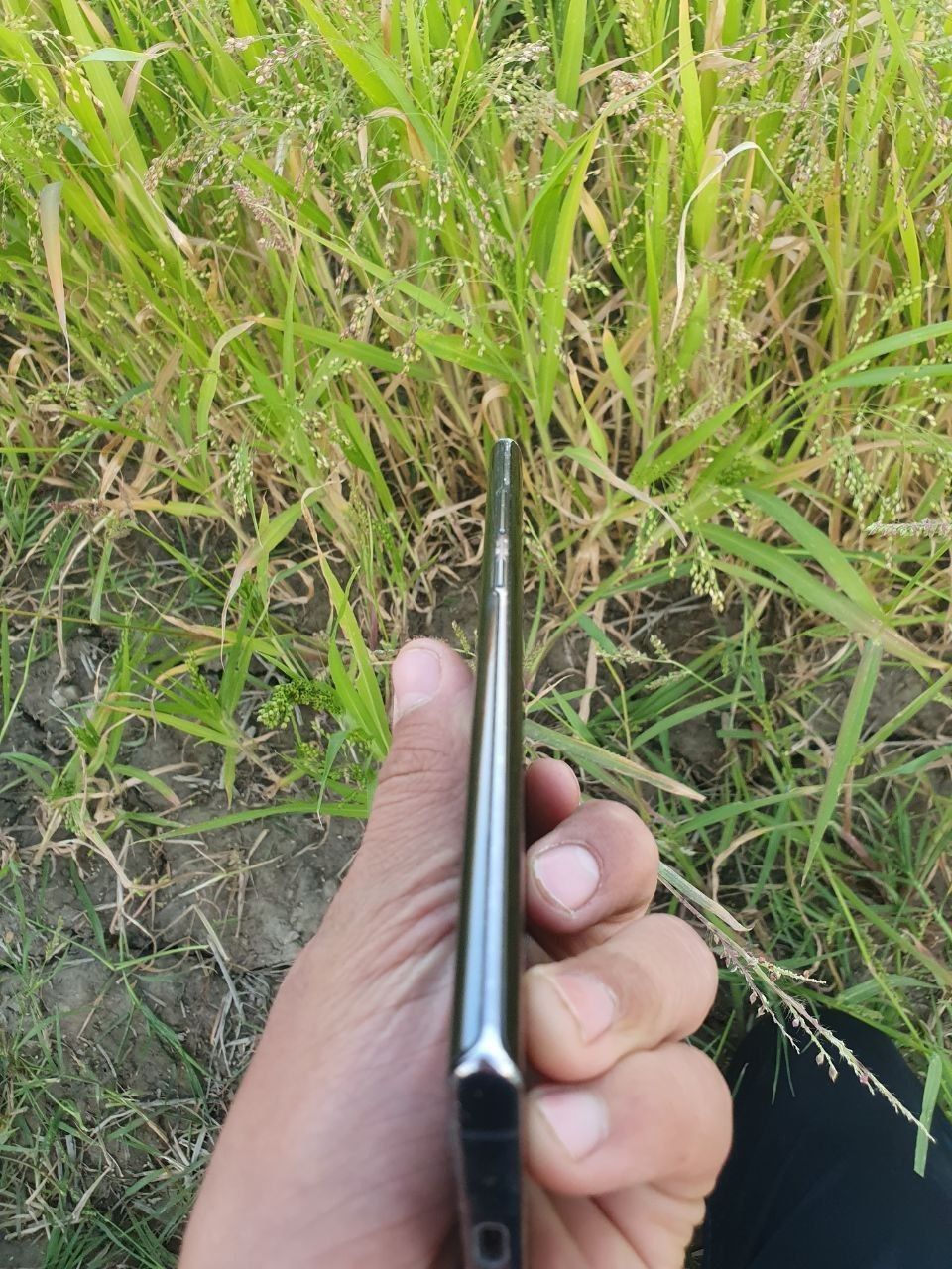 Samsung note 10 plus