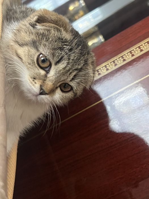 Котенок шотландский