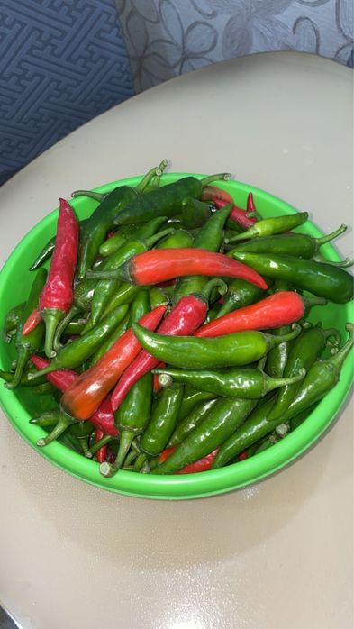 Горький перец домашний, сорт Гаргона