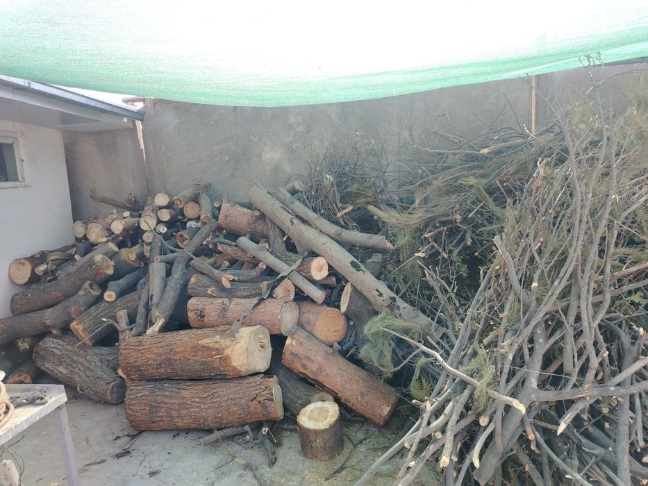 Отин орик дарахи