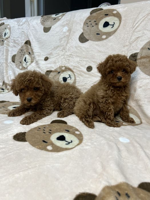 Той Пудел / Toy Poodle